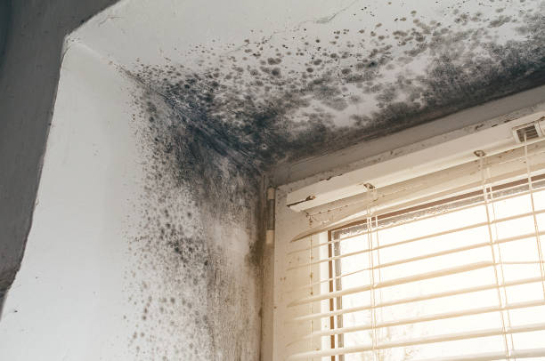 Mold Remediation service in Jacksonville, Jacksonville, OR